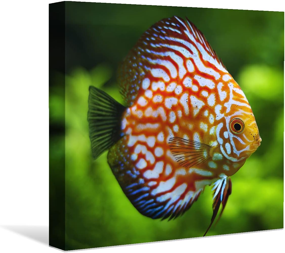 Coral and Fish Canvas: Brusheslife's Colorful Marine Life Wall Art