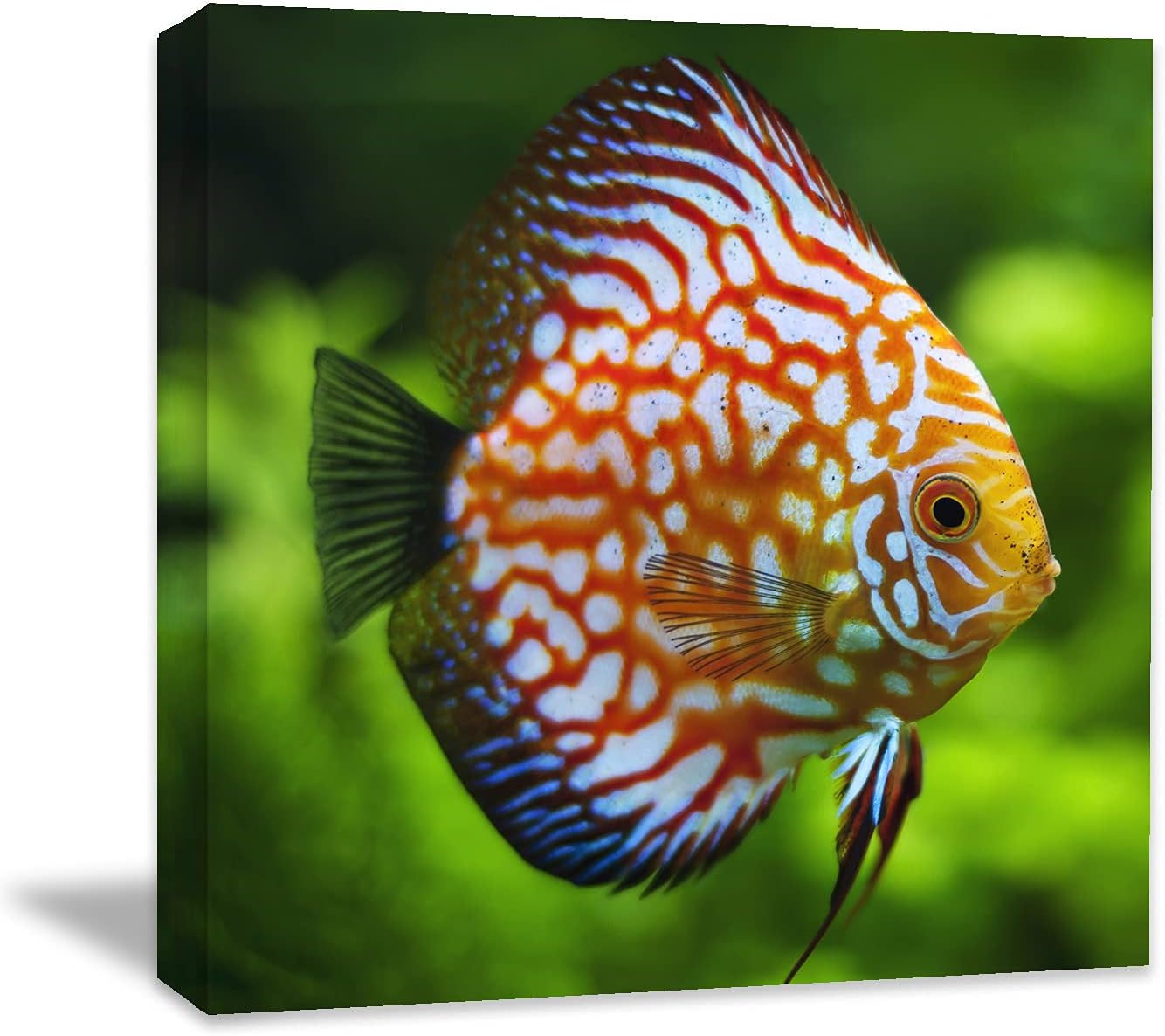 Coral and Fish Canvas: Brusheslife's Colorful Marine Life Wall Art