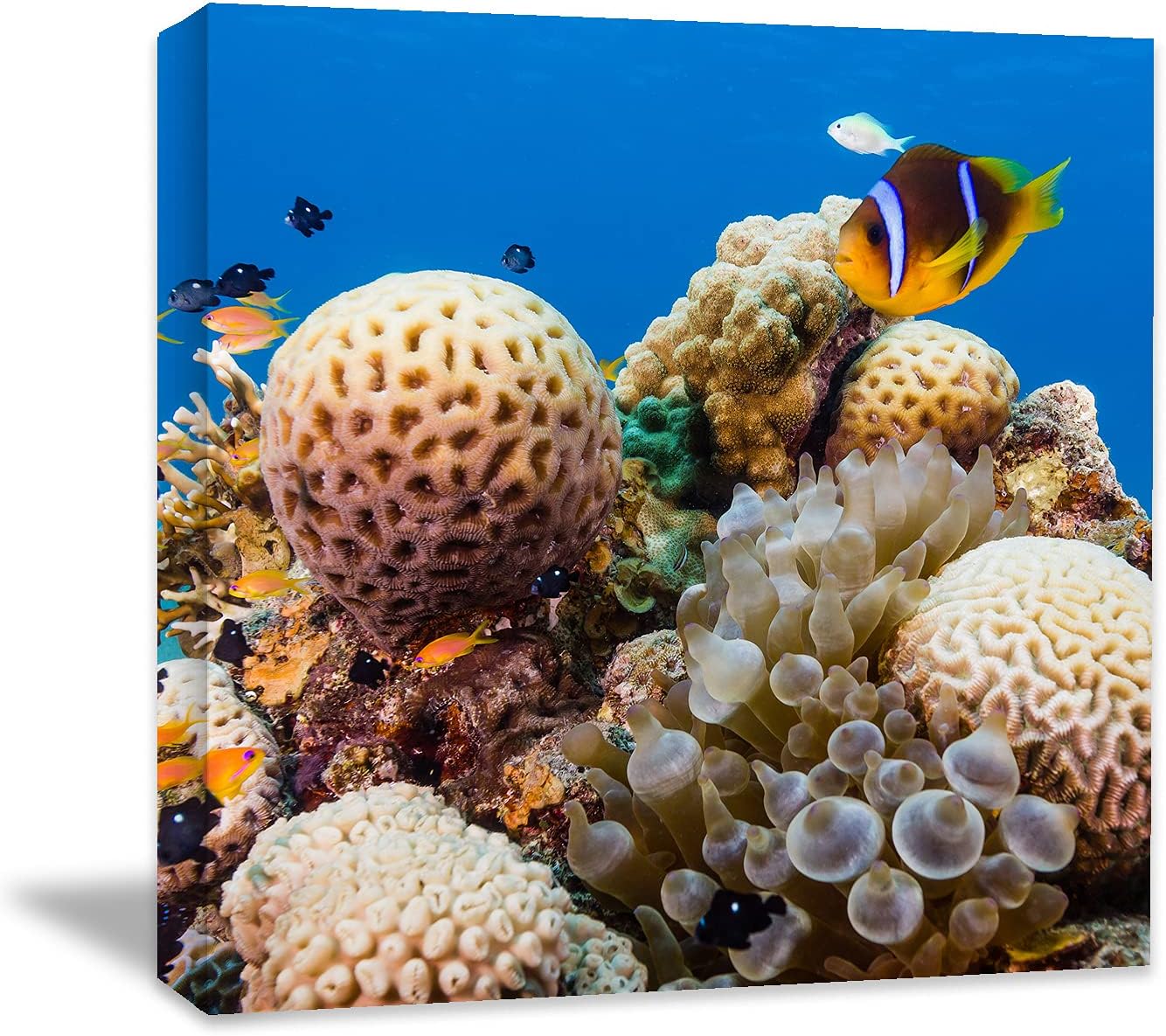 Coral and Fish Canvas: Brusheslife's Colorful Marine Life Wall Art