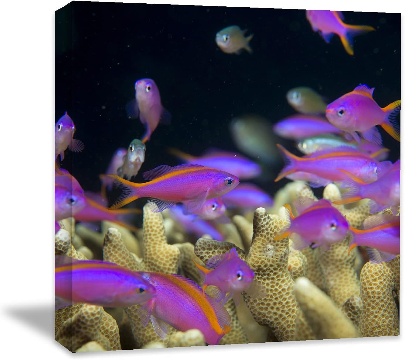 Coral and Fish Canvas: Brusheslife's Colorful Marine Life Wall Art